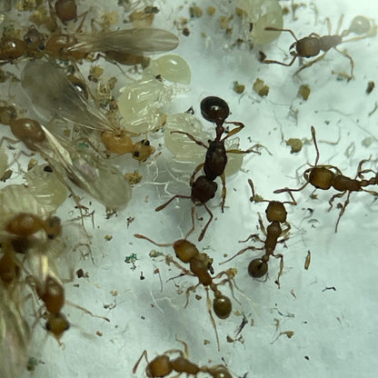 Tetramorium sp Vietnam Königin und Brut