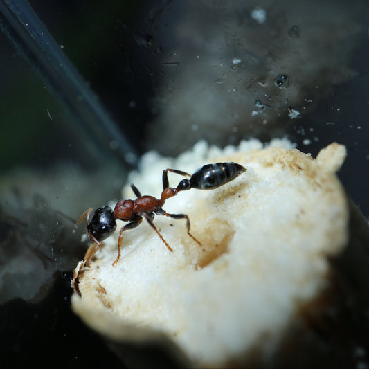 Tetraponera rufonigra Königin Nahaufnahme