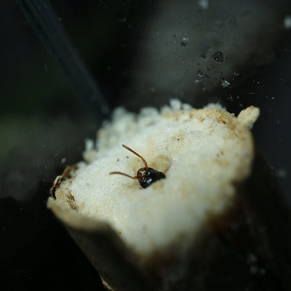 Tetraponera rufonigra Kopf der Königin aus einem Holzstück schauend