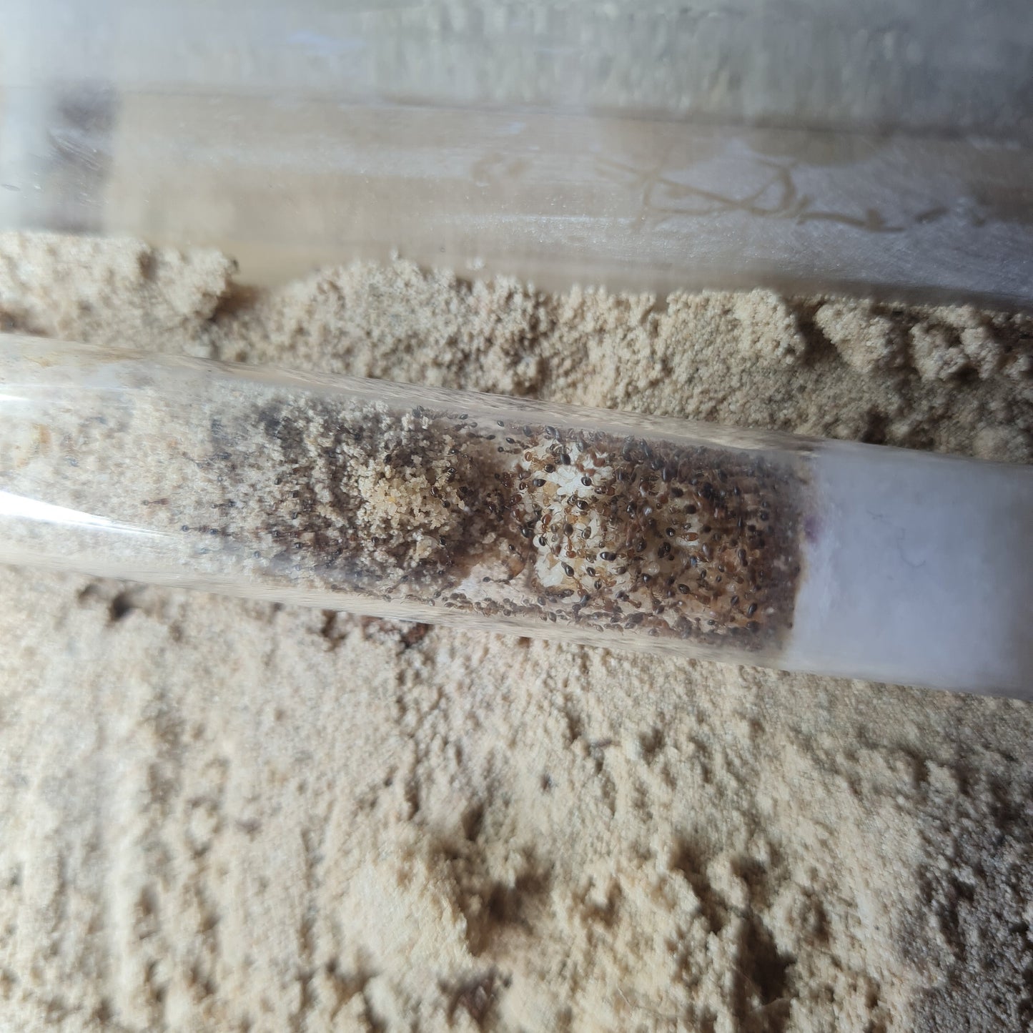 Trichomyrmex mayri Nest mit sehr viel Brut und Arbeiterinnen