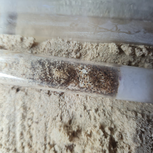 Trichomyrmex mayri Nest mit sehr viel Brut und Arbeiterinnen
