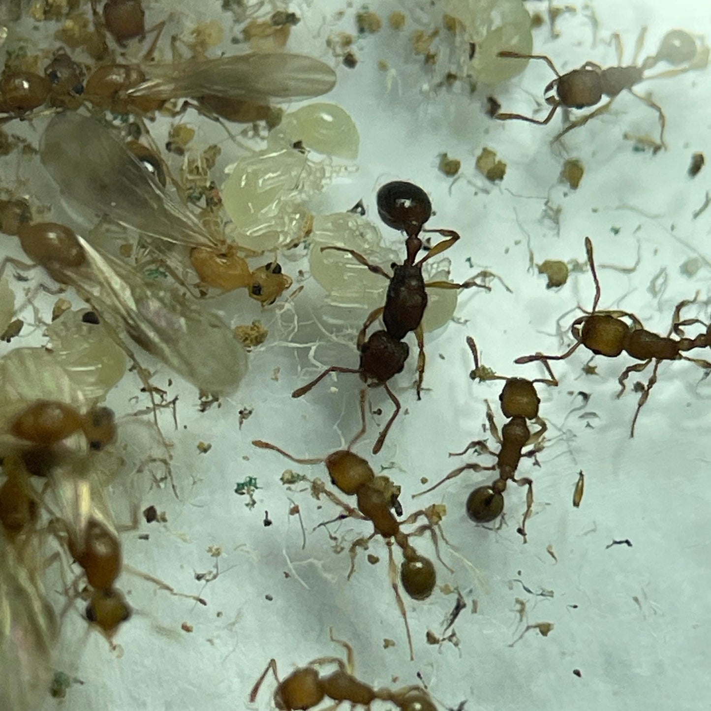 Tetramorium sp Vietnam