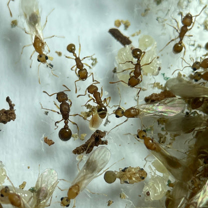 Tetramorium sp Vietnam