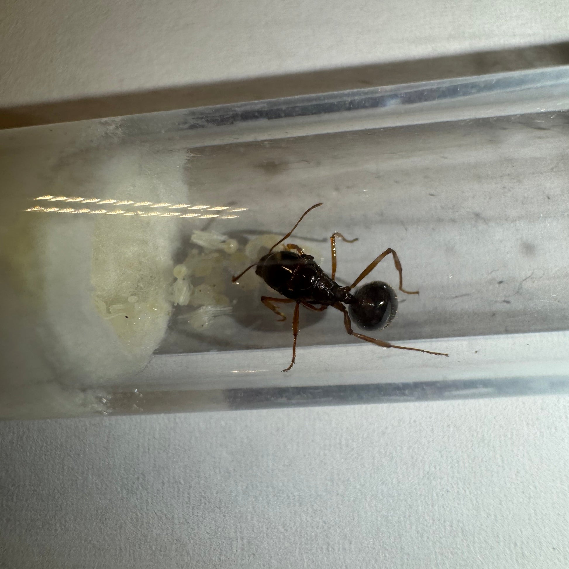 Aphaenogaster longiceps Arbeiterin am Wattestopfen des Reagenzglases