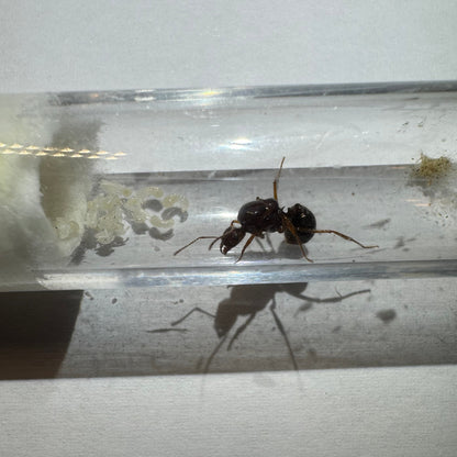 Aphaenogaster longiceps Arbeiterin mit Schattenwurf im Reagenzglas