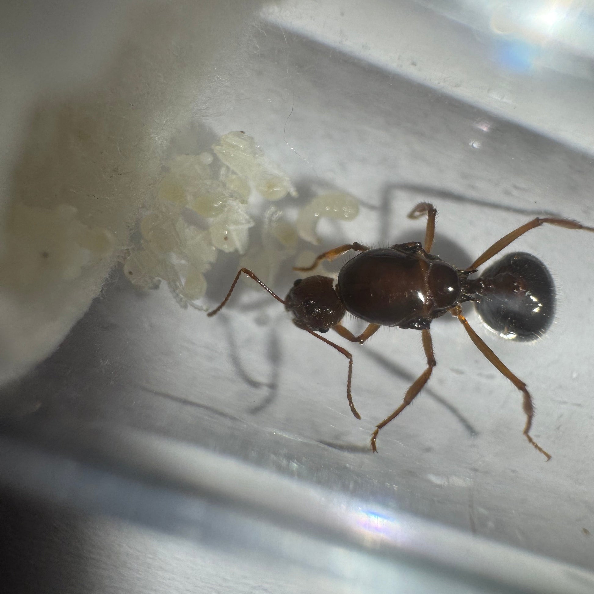 Aphaenogaster longiceps Arbeiterin mit charakteristisch langen Beinen