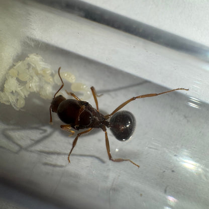 Aphaenogaster longiceps Arbeiterin neben Eiern