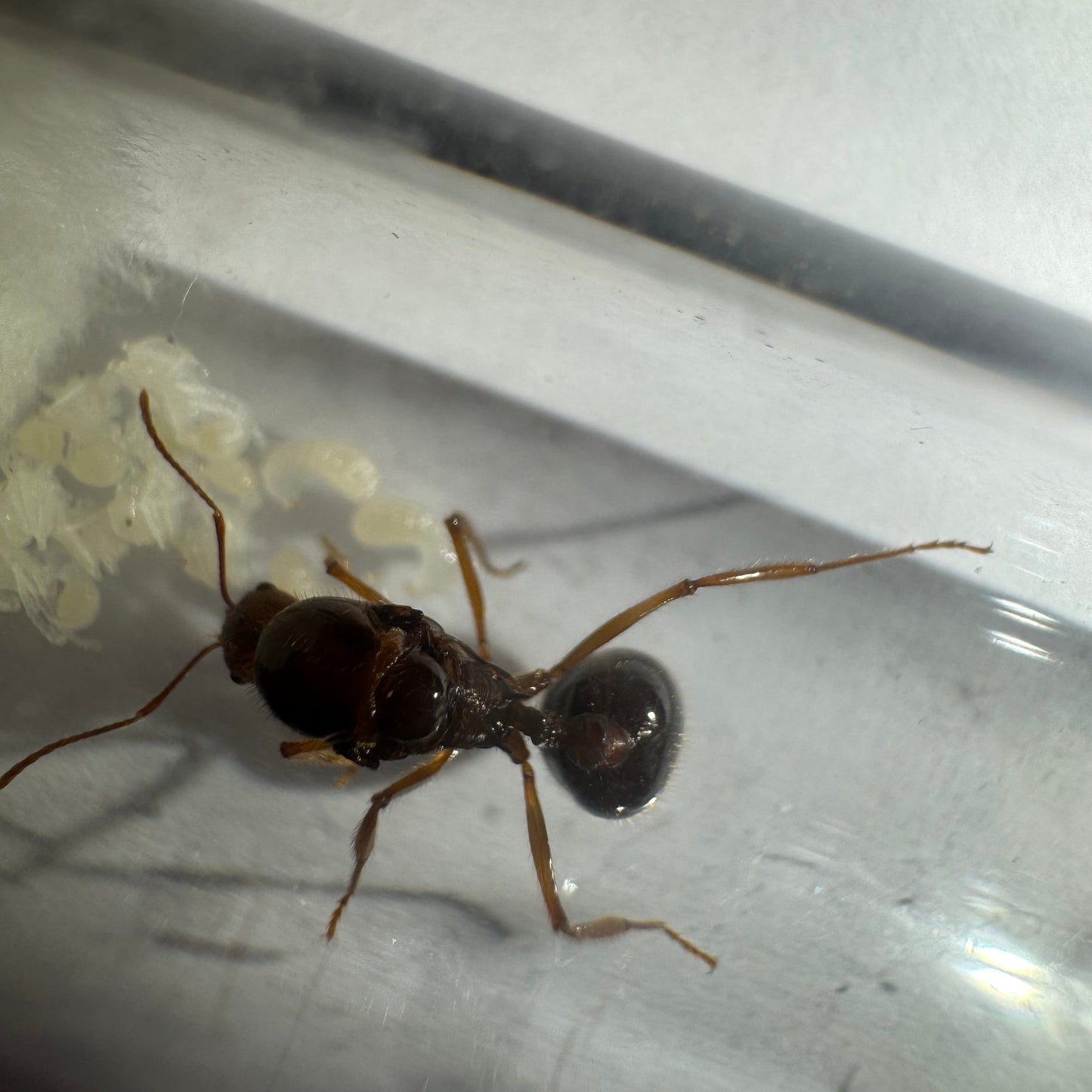 Aphaenogaster longiceps Arbeiterin in Nahaufnahme