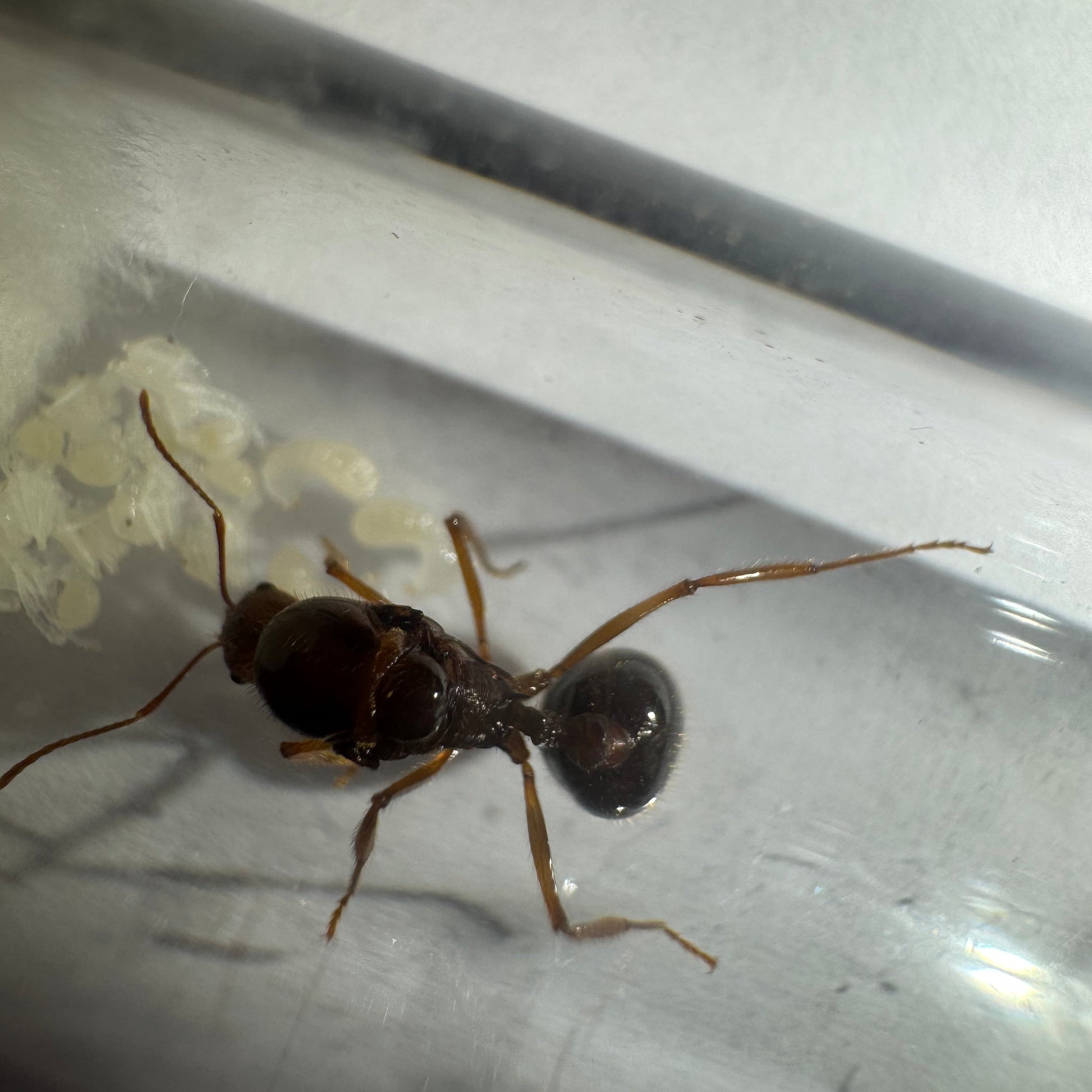 Aphaenogaster longiceps Arbeiterin in Nahaufnahme
