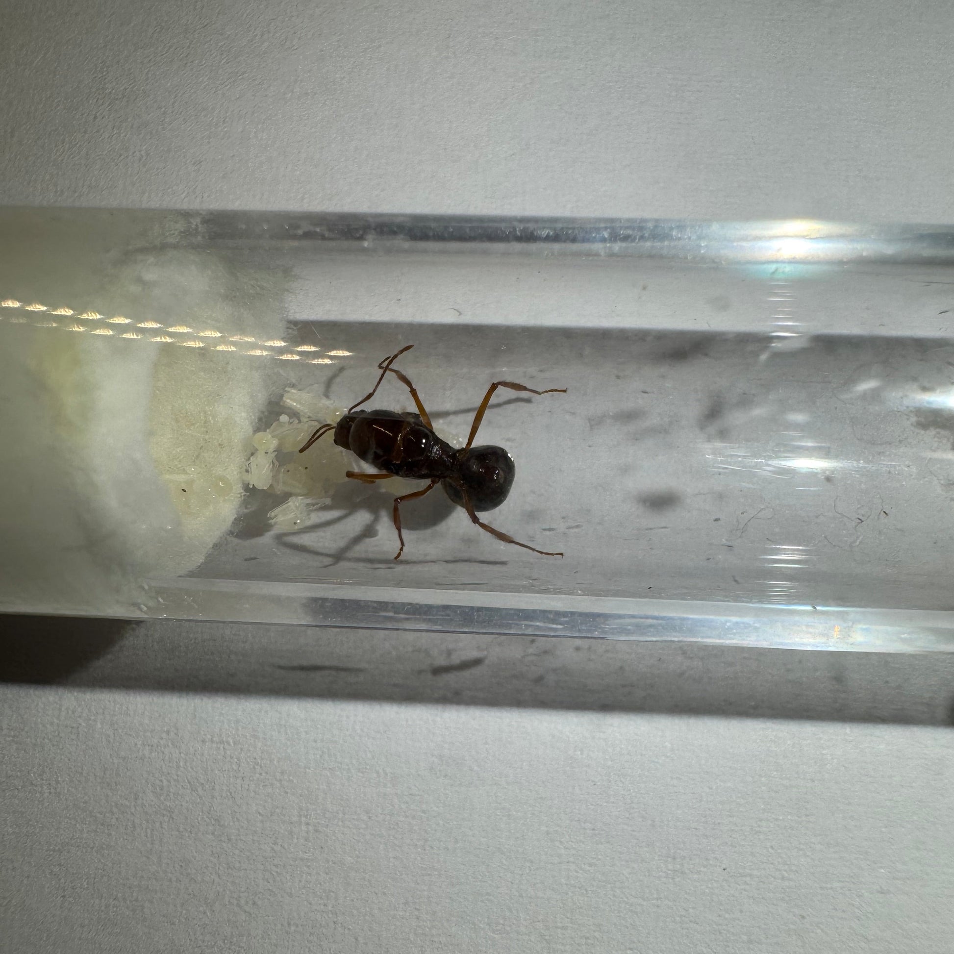 Aphaenogaster longiceps Arbeiterin im Reagenzglas