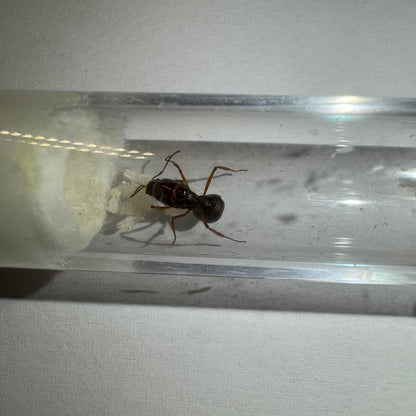 Aphaenogaster longiceps Arbeiterin im Reagenzglas