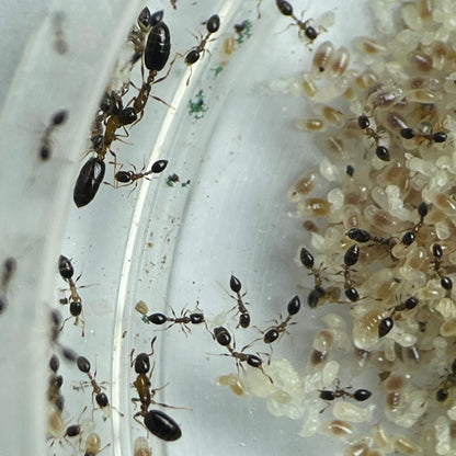 Monomorium floricola