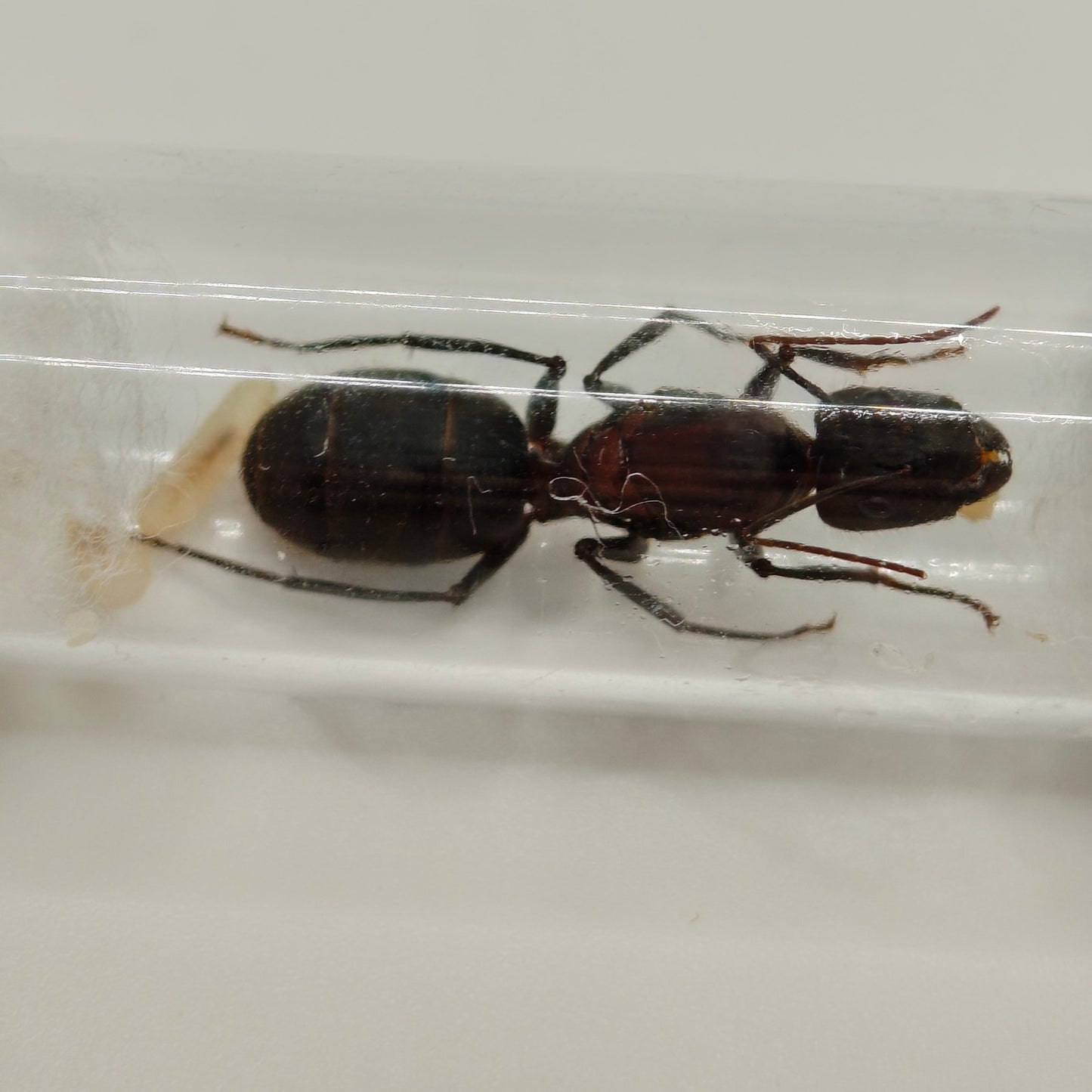 Camponotus angusticollis Königin Gesamtansicht im Reagenzglas