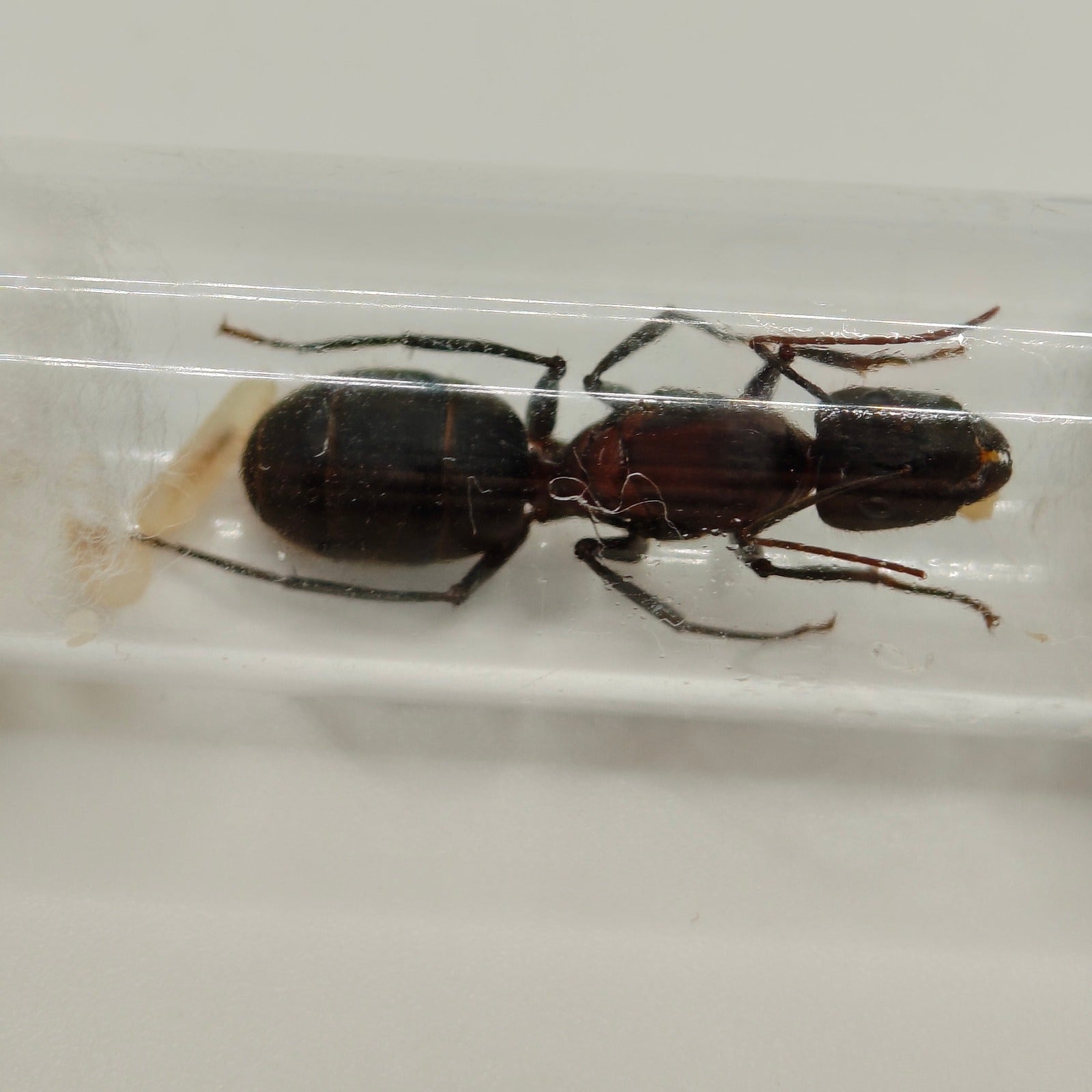 Camponotus angusticollis Königin Gesamtansicht im Reagenzglas