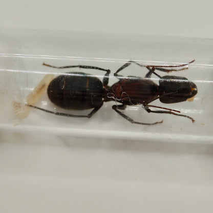 Camponotus angusticollis Königin Gesamtansicht im Reagenzglas