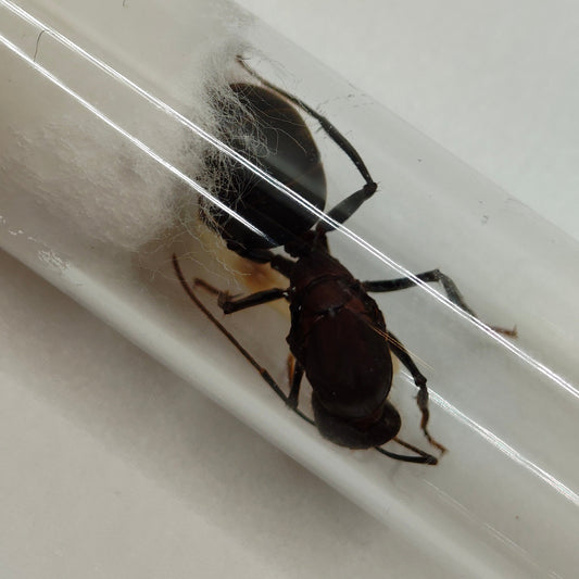 Camponotus angusticollis Königin in Nahaufnahme im Reagenzglas