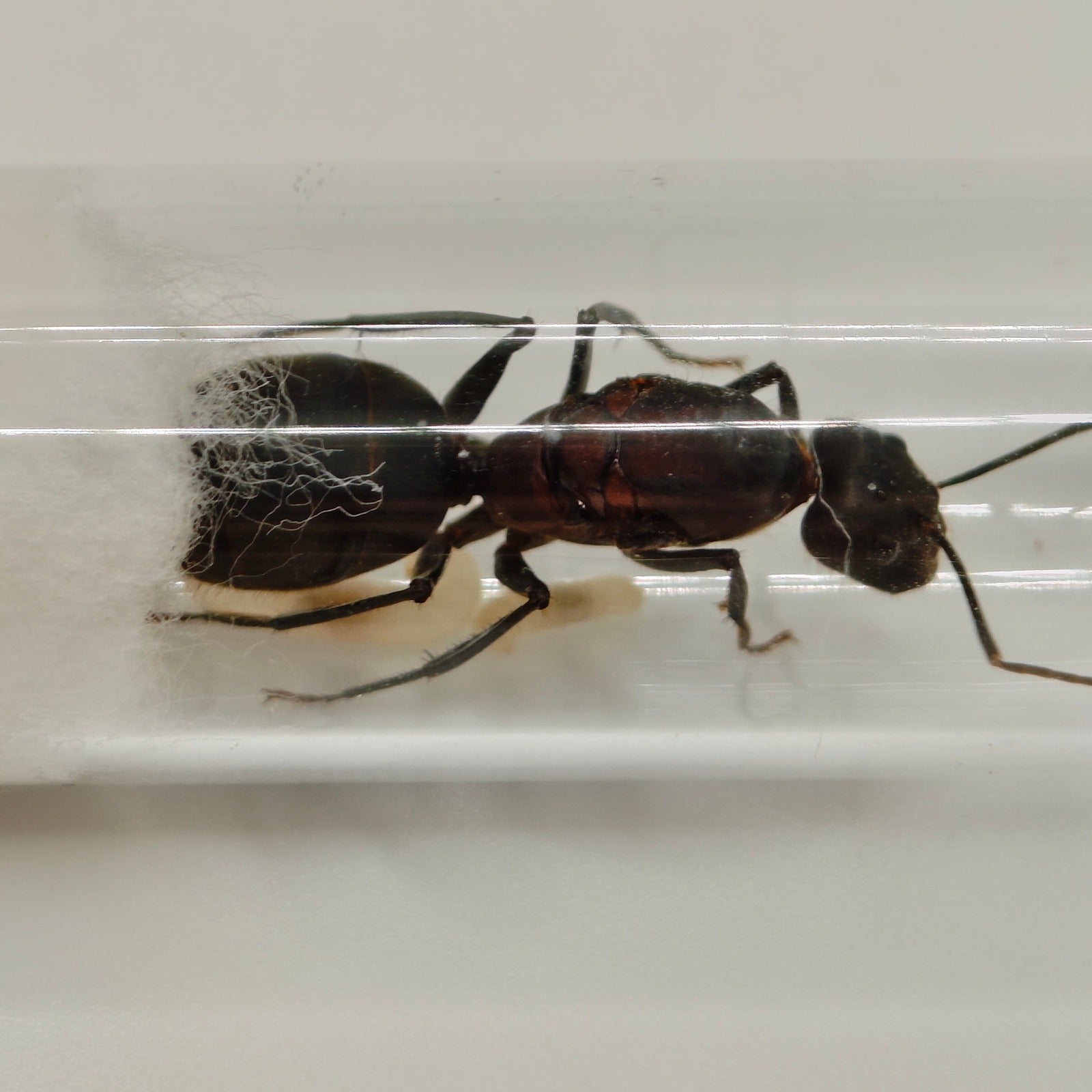 Camponotus angusticollis Königin Nahaufnahme Kopf im Reagenzglas