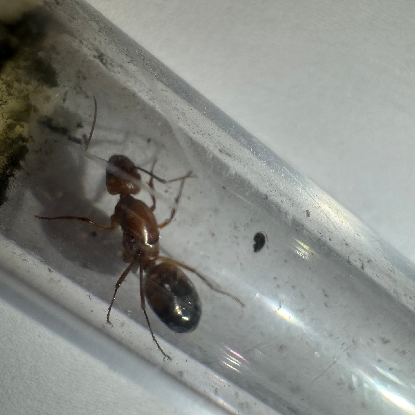 Camponotus baldaccii Königin in Gesamtansicht im Reagenzglas