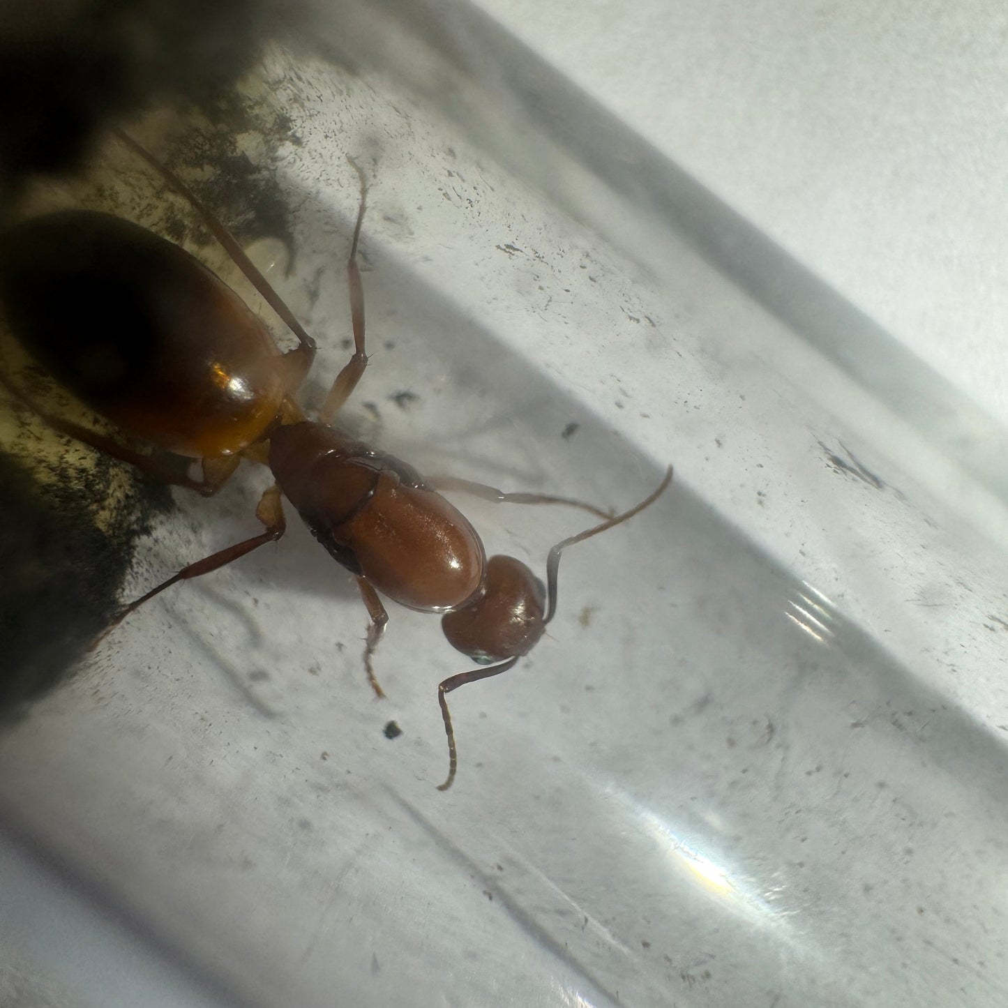 Camponotus baldaccii Königin in Nahaufnahme im Reagenzglas