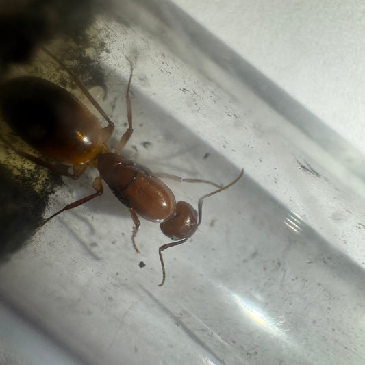Camponotus baldaccii Königin in Nahaufnahme im Reagenzglas