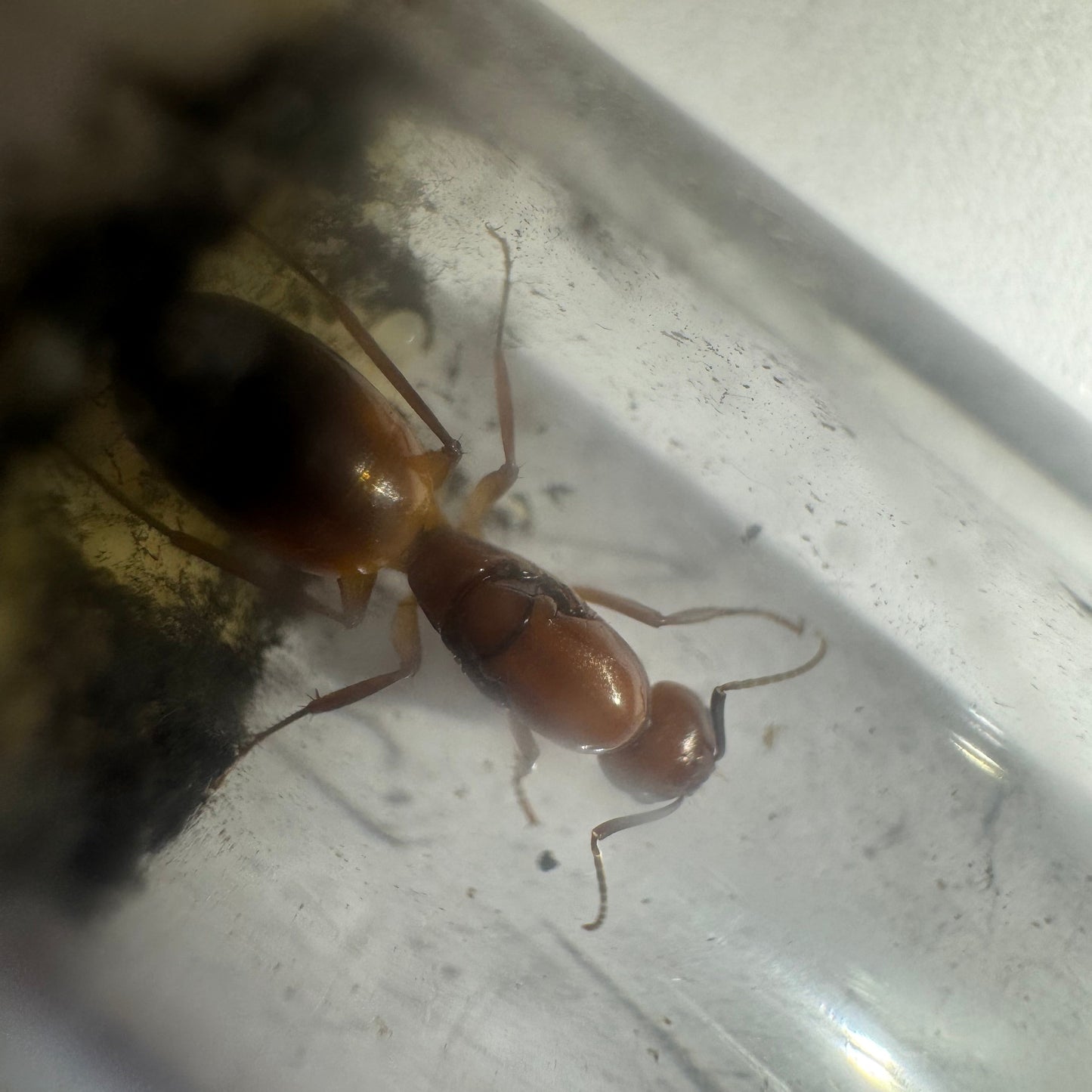 Camponotus baldaccii Königin in Nahaufnahme, Kopf und Rumpf im Reagenzglas