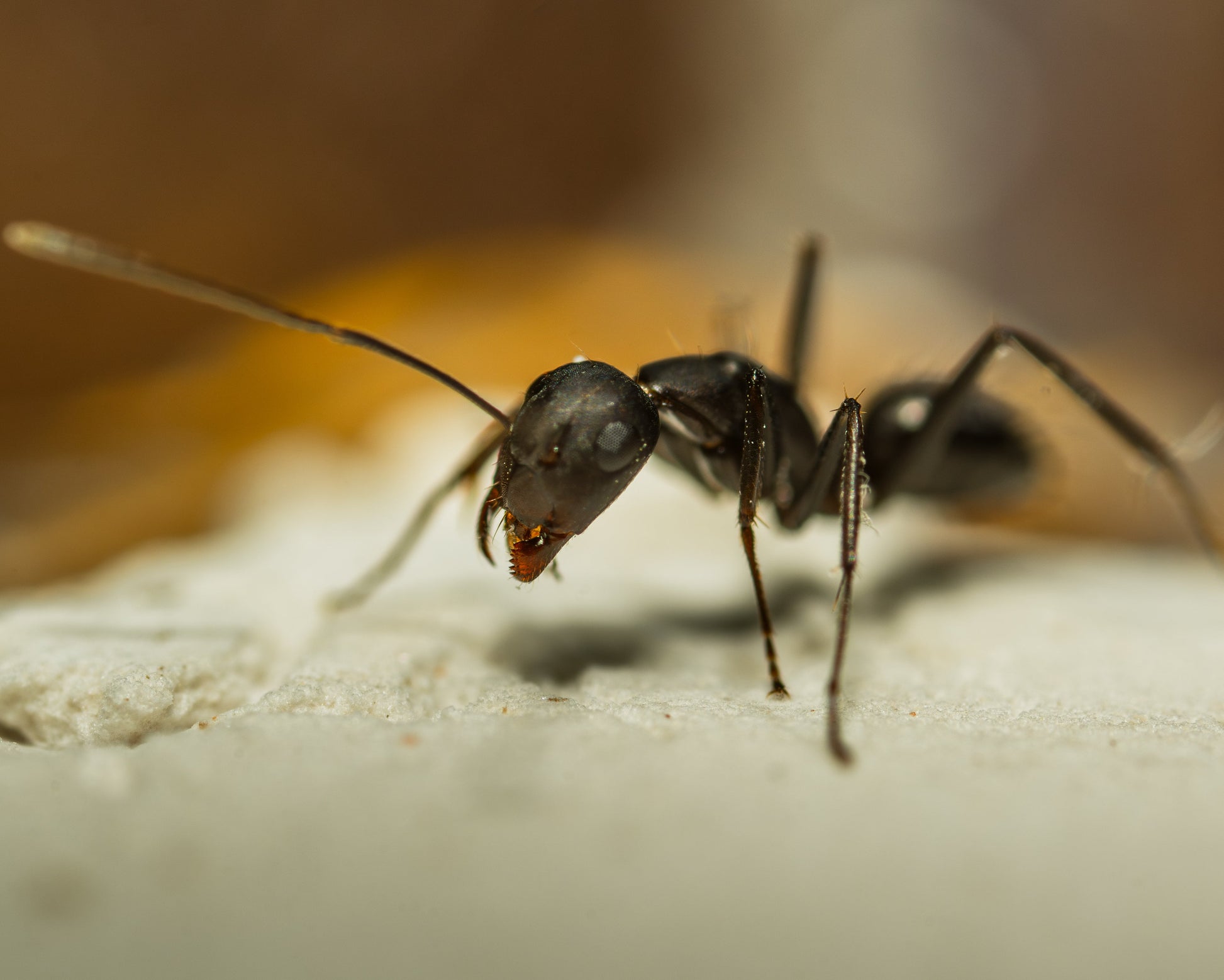 Camponotus cf. carbo Arbeiterin Frontalansicht im Nest