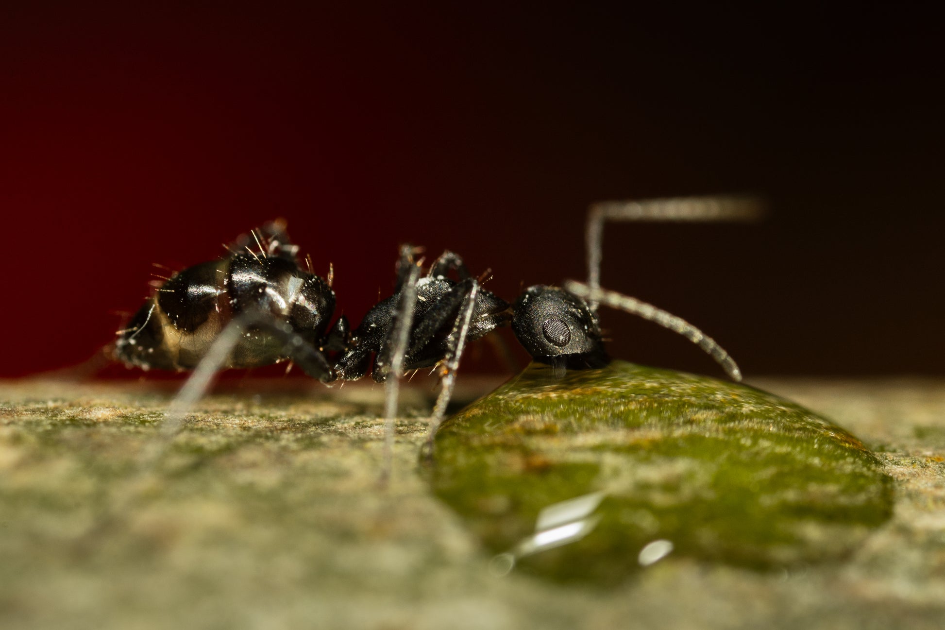 Camponotus cf. carbo Arbeiterin im Profil auf Moos