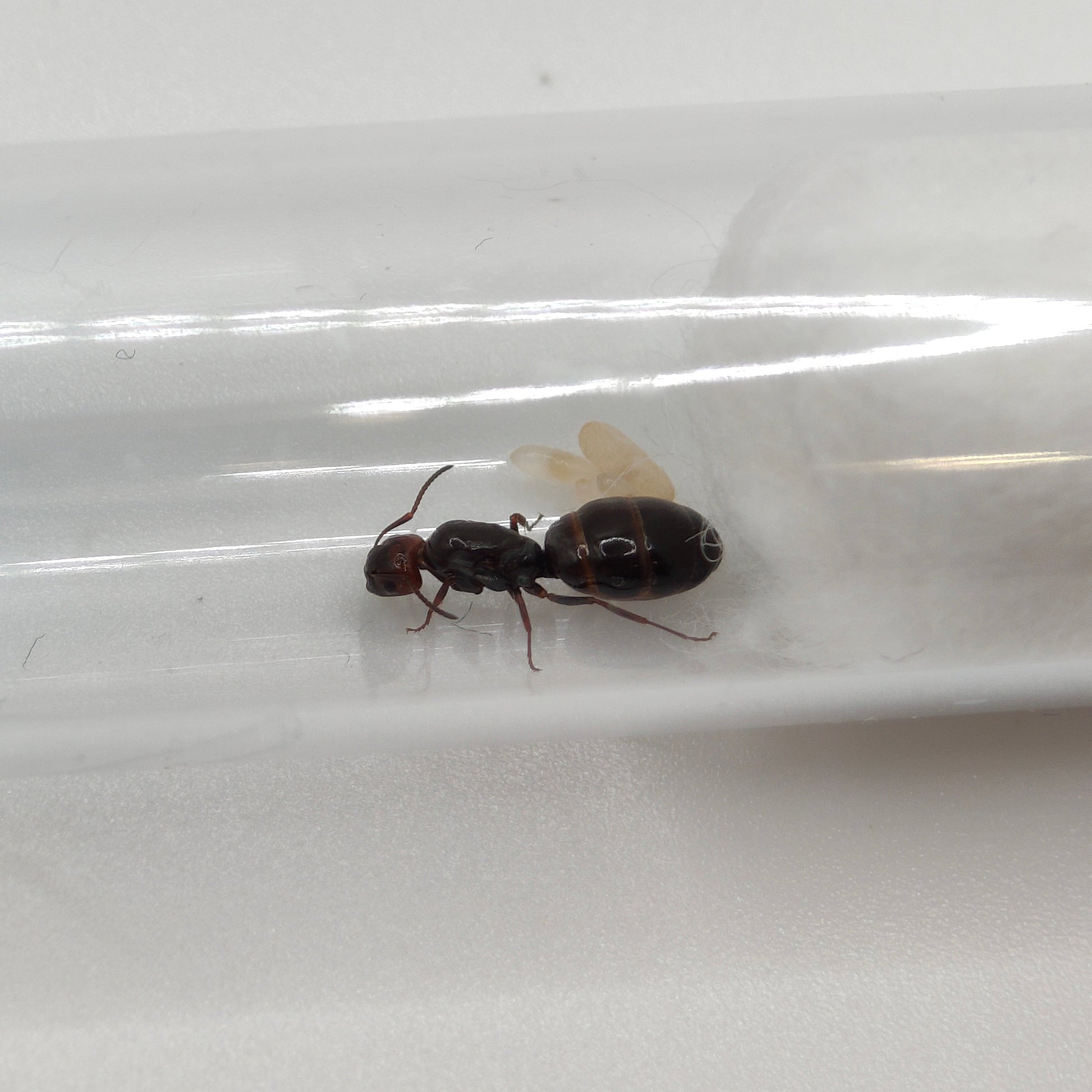 Camponotus lateralis Jungkönigin mit Flügeln