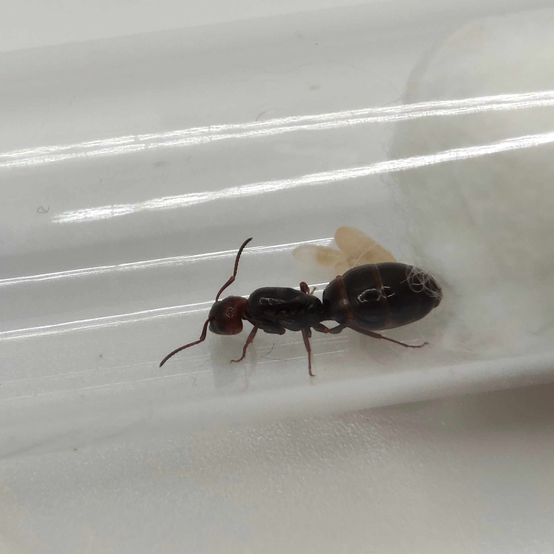 Camponotus lateralis Jungkönigin in Nahaufnahme