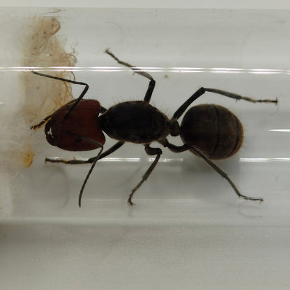 Camponotus singularis Königin in Nahaufnahme im Reagenzglas