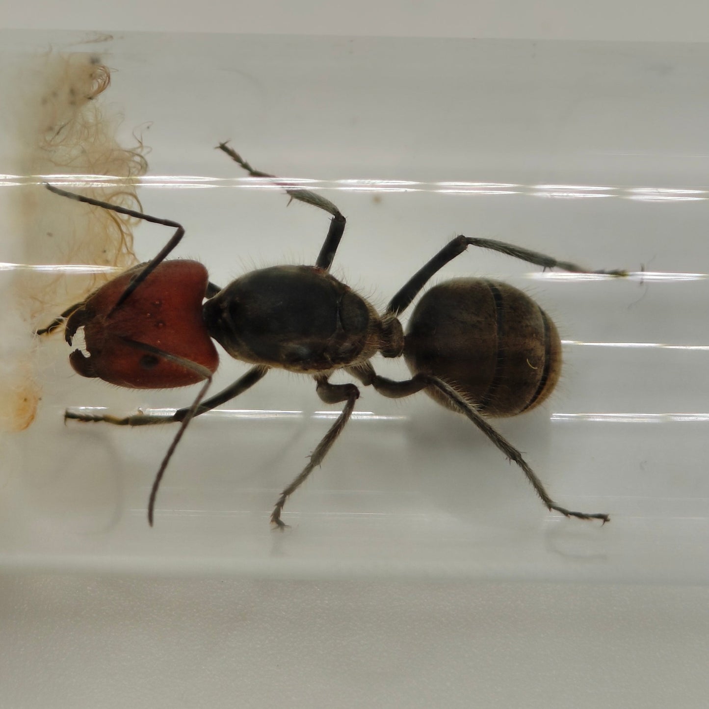 Camponotus singularis Königin Nahaufnahme, zweite Ansicht