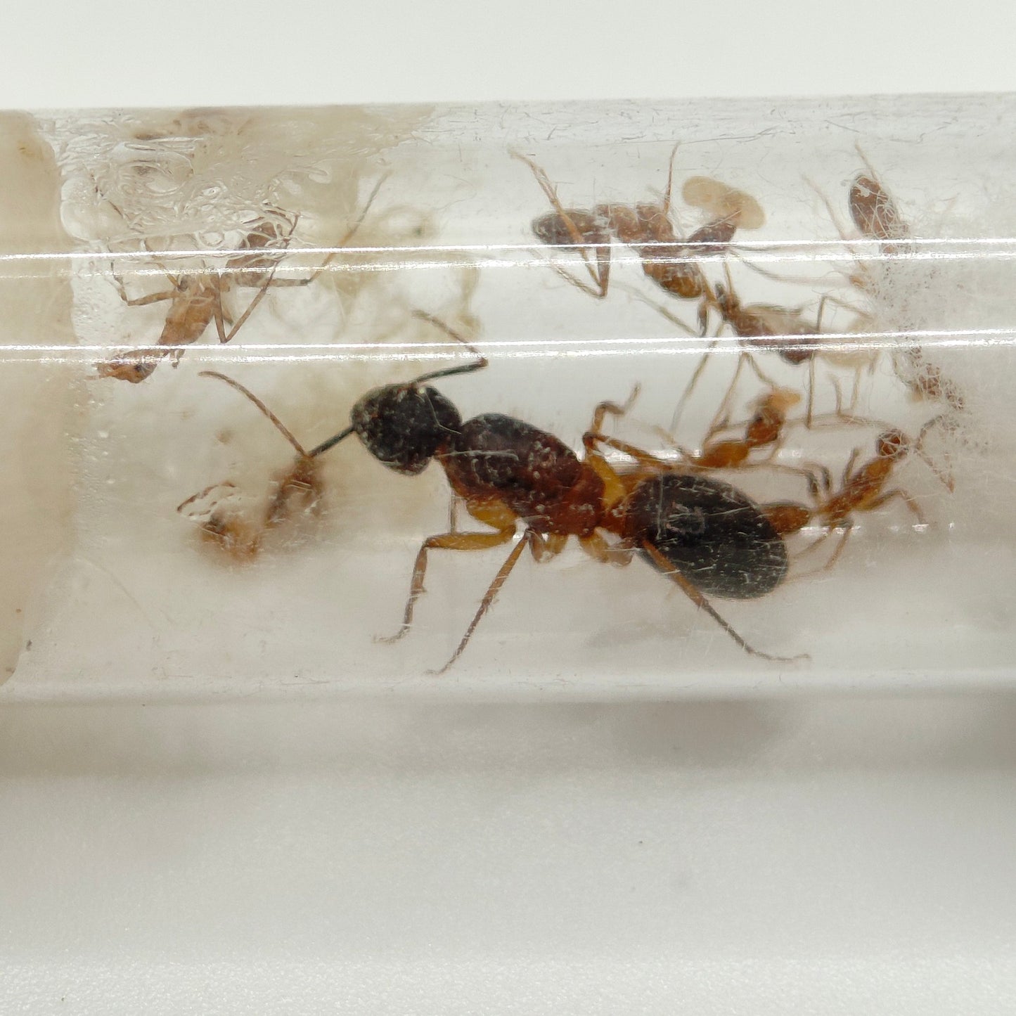 Camponotus turkestanicus Königin mit Brut im Reagenzglas