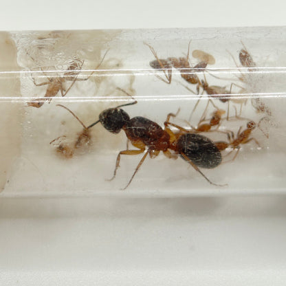 Camponotus turkestanicus Königin mit Brut im Reagenzglas