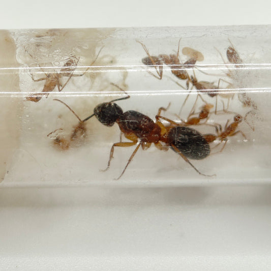 Camponotus turkestanicus Königin mit Brut im Reagenzglas