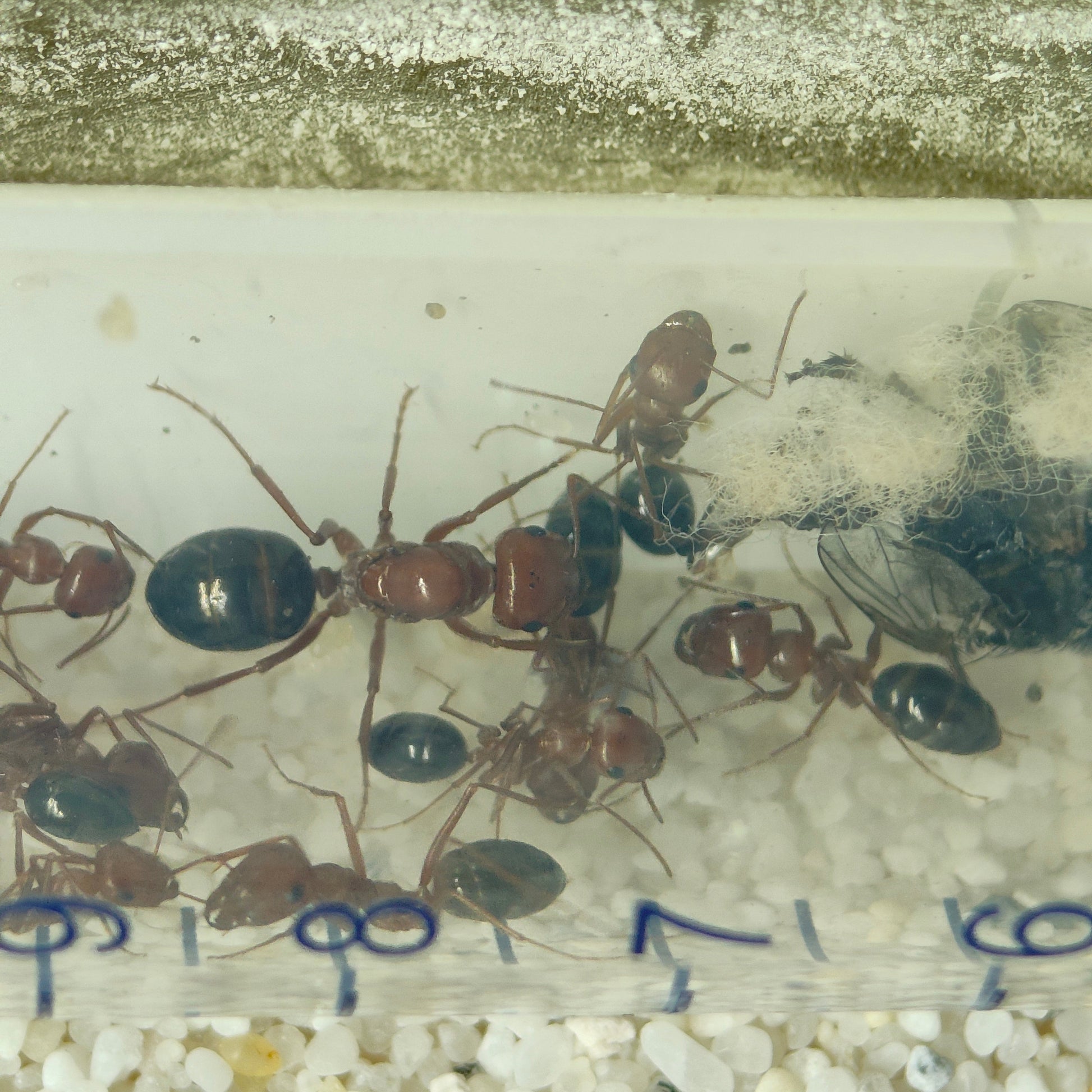 Cataglyphis rosenhaueri Arbeiterinnen im Reagenzglas