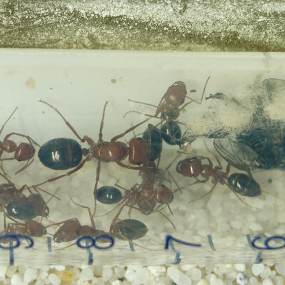 Cataglyphis rosenhaueri Arbeiterinnen im Reagenzglas