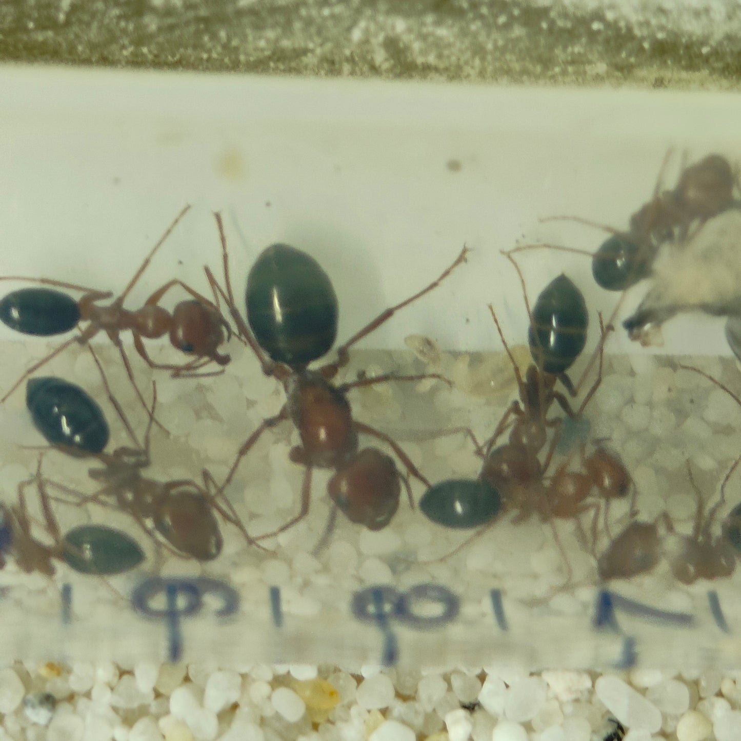 Cataglyphis rosenhaueri Arbeiterinnen in Gruppenansicht