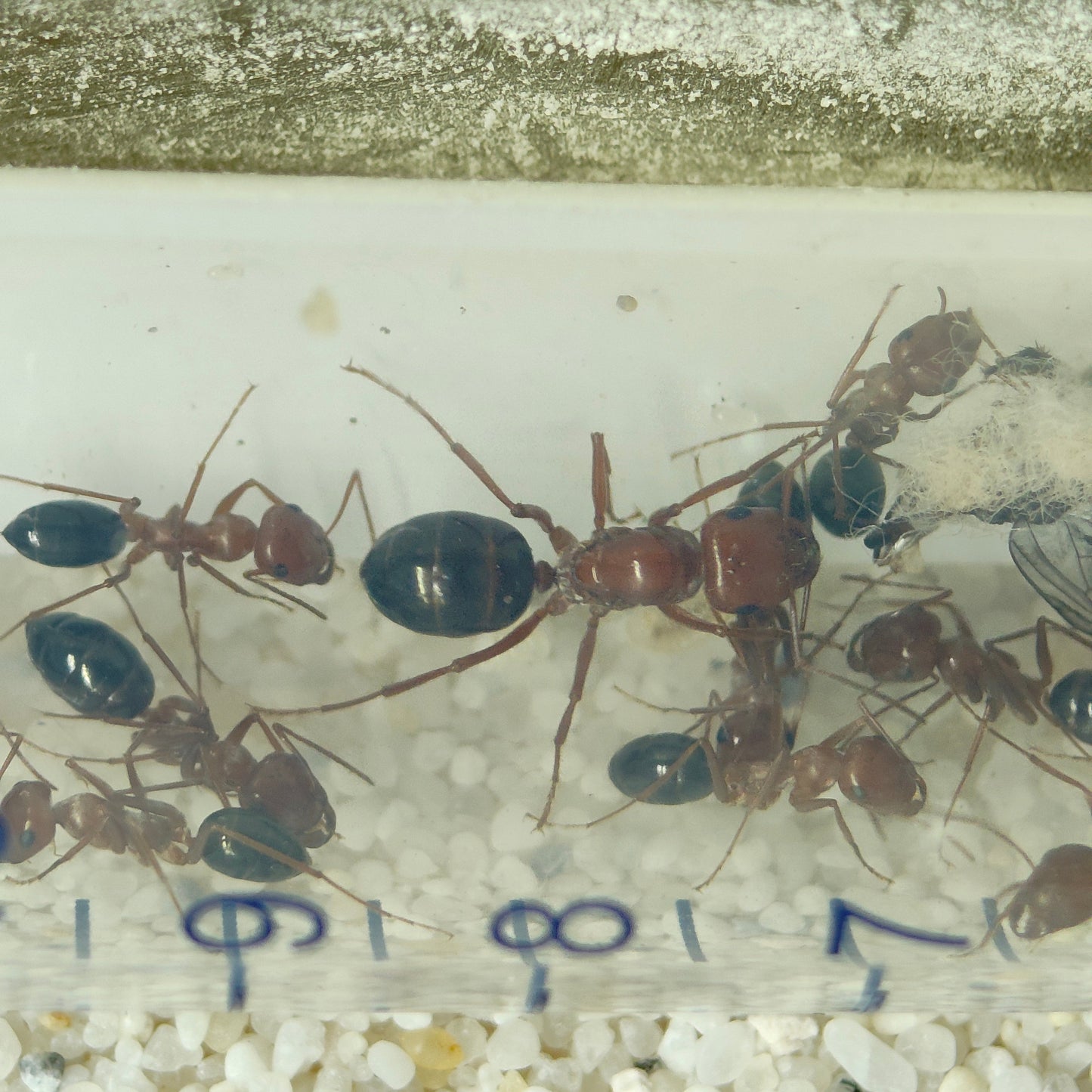 Cataglyphis rosenhaueri Arbeiterinnen mit charakteristischer Färbung