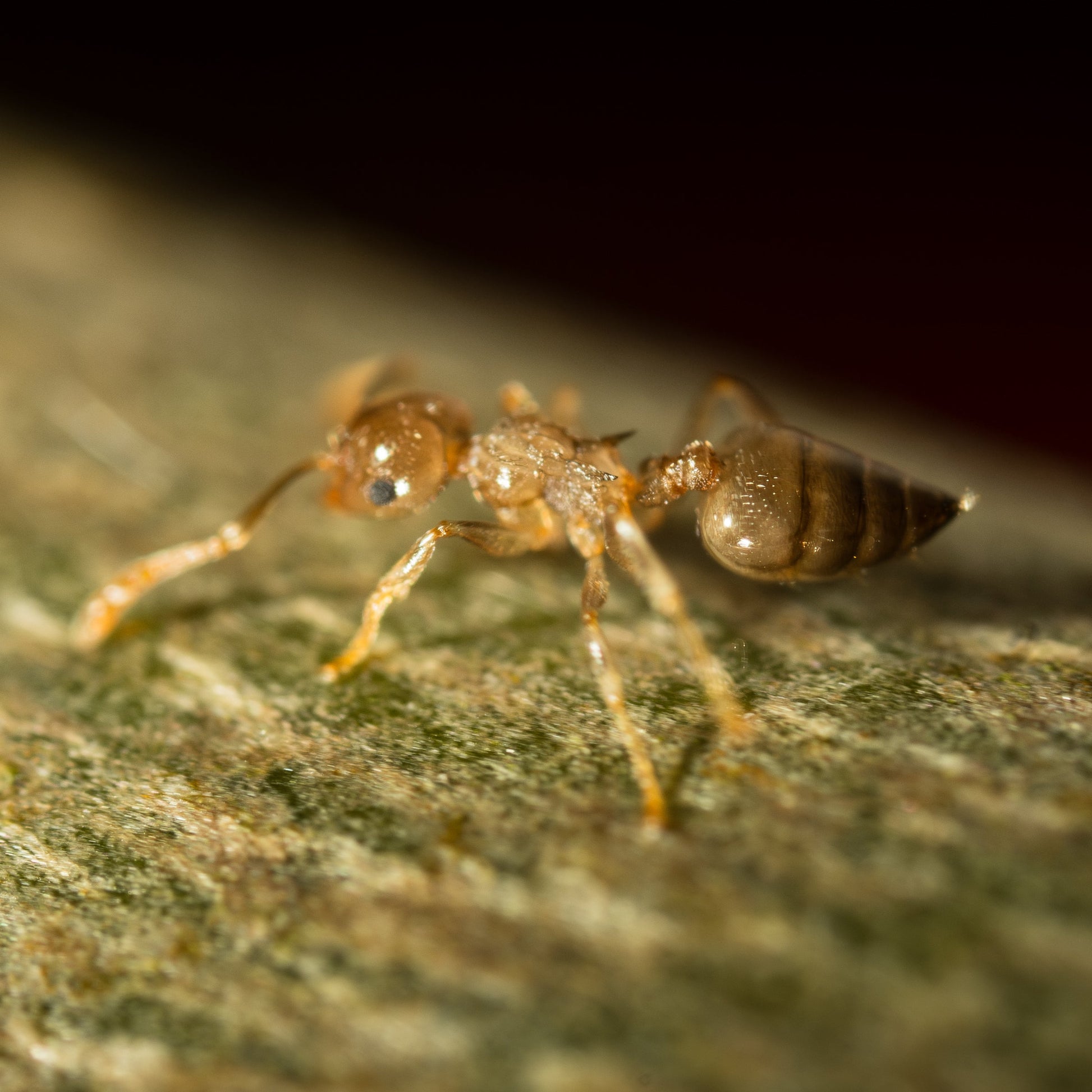 Crematogaster cf. zavattarii Arbeiterin Seitenansicht auf Moos