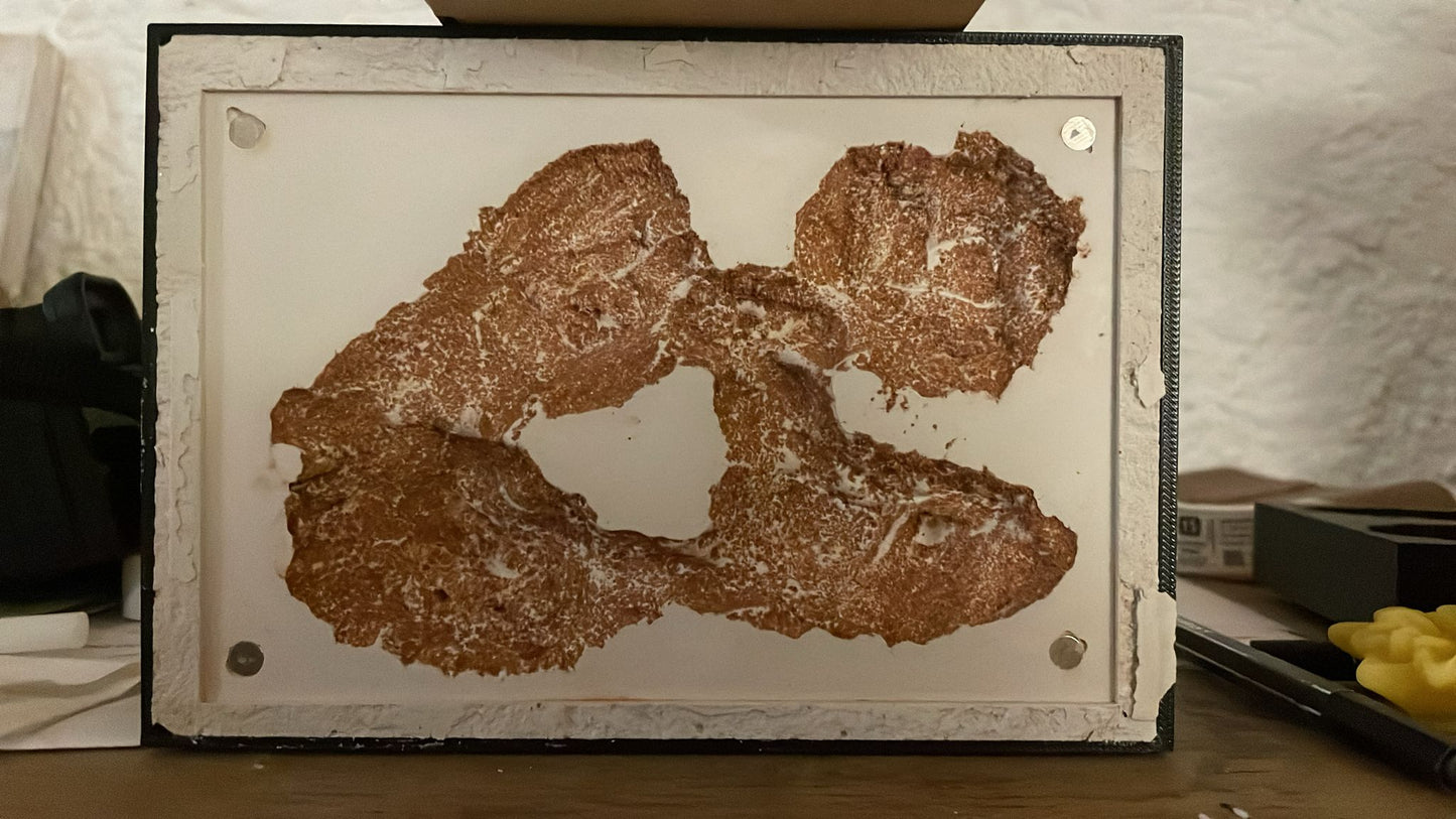 Gipsnest 15x10 Kammerstruktur in der Frontalansicht
