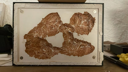 Gipsnest 15x10 Kammerstruktur in der Frontalansicht