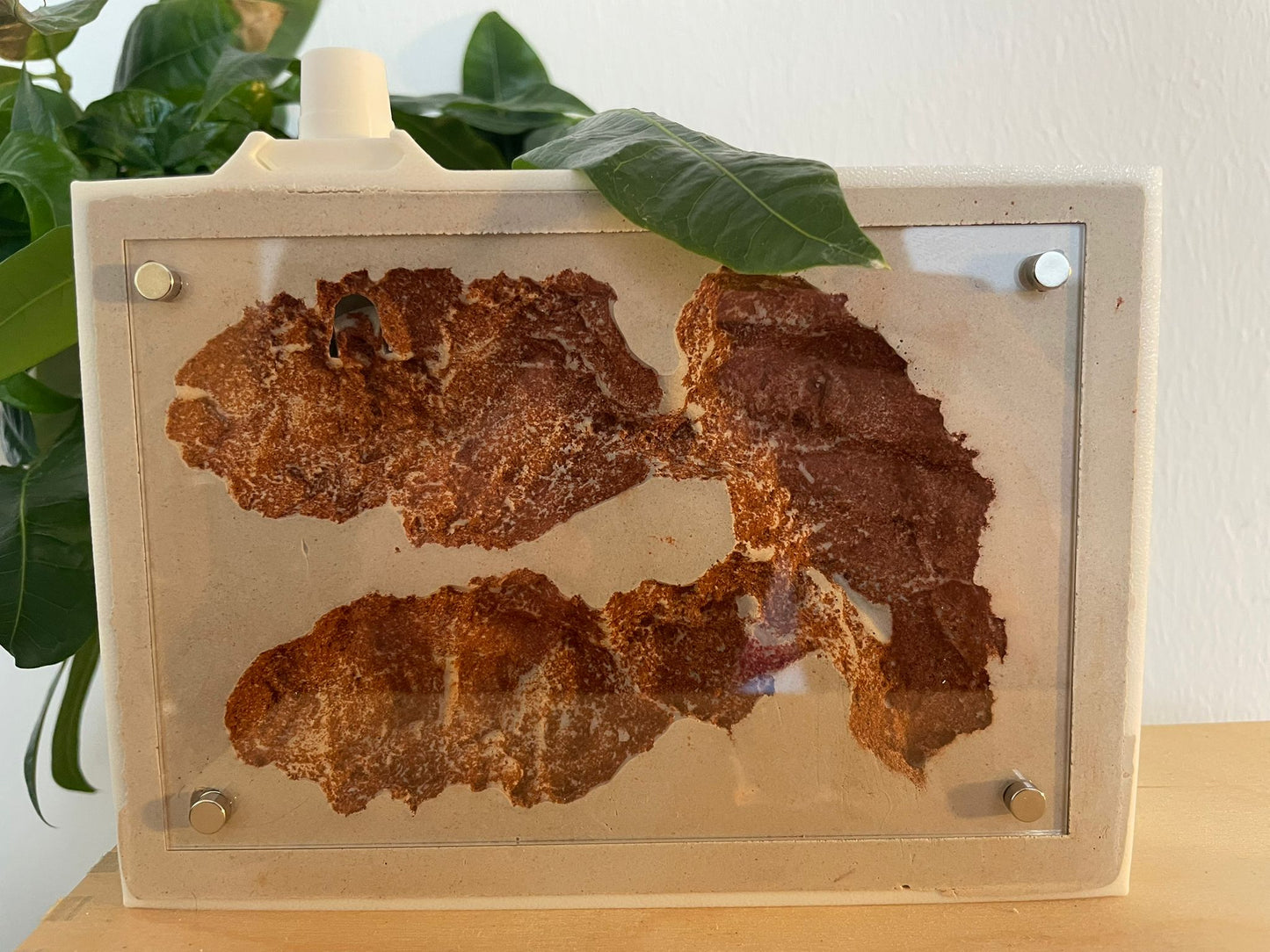 Gipsnest 15x10 mit Acrylabdeckung und Pflanzendekoration