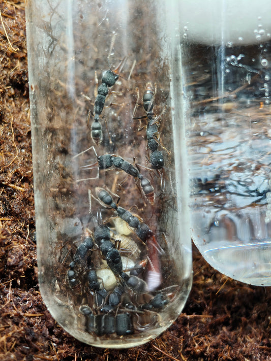 Harpegnathos venator Kolonie im Reagenzglas
