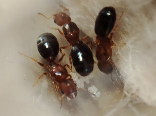 Pheidole metallescens Arbeiterinnen mit metallisch glänzendem Gaster