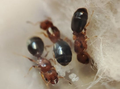 Pheidole metallescens Arbeiterinnen bei der Brutpflege