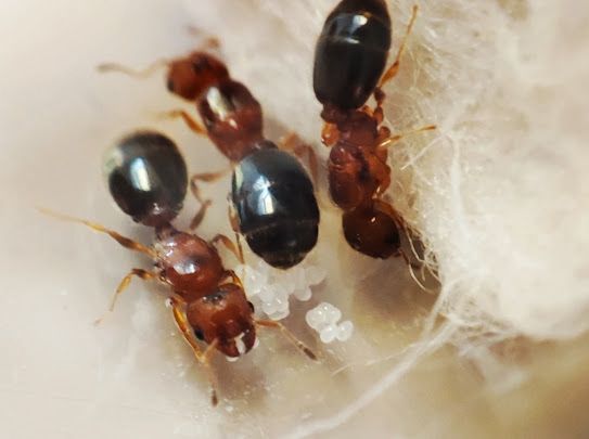 Pheidole metallescens Arbeiterinnen in Nahaufnahme
