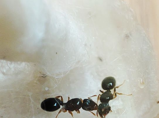 Pheidole navigans Arbeiterinnen in der Gruppe