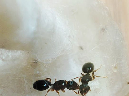 Pheidole navigans Arbeiterinnen in der Gruppe