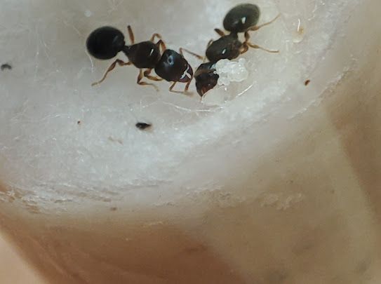 Pheidole navigans Arbeiterinnen in Nahaufnahme