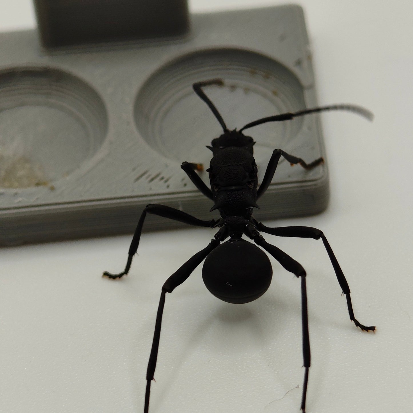 Polyrhachis armata Königin in Frontalansicht